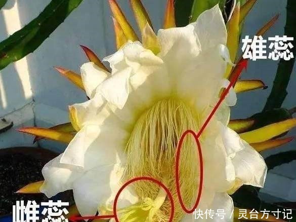 火龙果自己家也能种,好吃又美味,吃了都得醉!