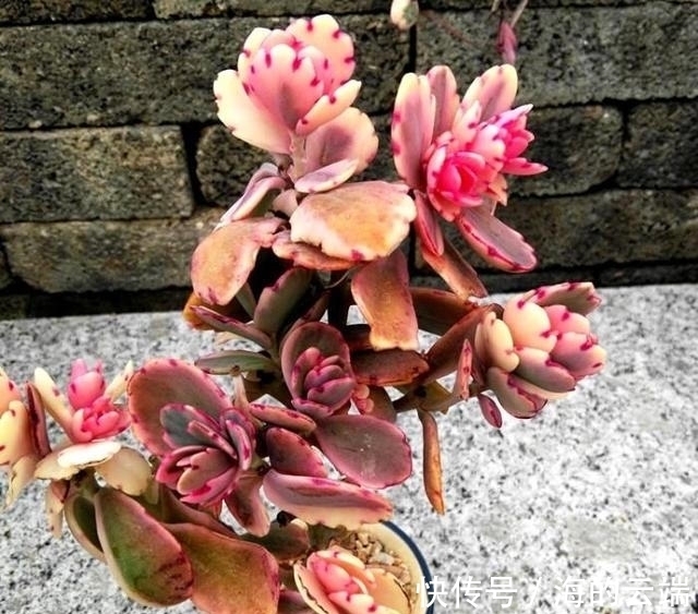 多肉植物中的6位舞者，个个都很漂亮，听名字就很想拥有一盆