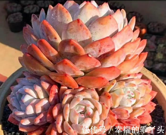 喜欢多肉推荐你养这4款,随便一养就出状态,颜值高真迷人