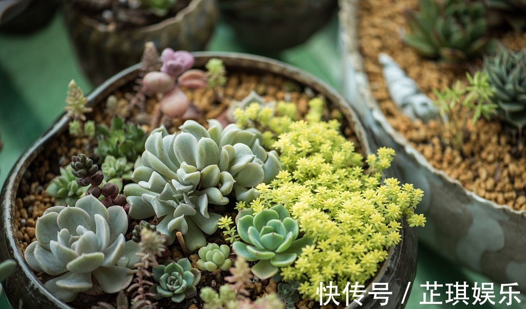 多肉换盆时的四个“错误”,做了一个多肉都养不好
