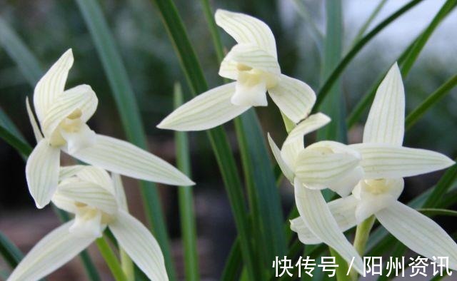 好兰，养一盆就够了，此兰极耐寒，百花凋零时，依然绽放