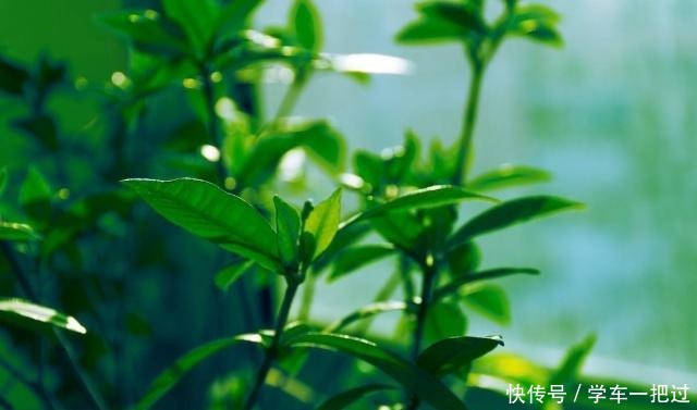 新买的栀子花，做错这一步，叶子发黄花苞全掉！