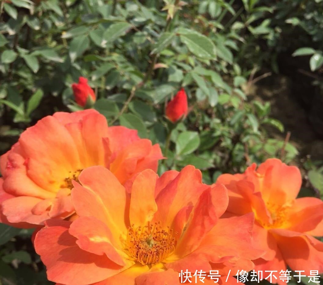 月季|月季缓苗——史上最全攻略！