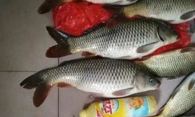 热天|蚯蚓钓鱼二十年,到现在才知,一半钓鱼人都忽视了这用法,包括你