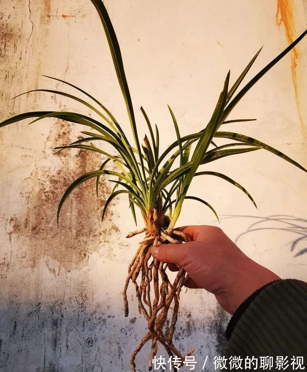 兰花茎腐病有特效药吗？兰友说：无非这3种，有效而且使用简单