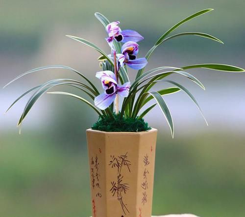  仙气|花色最浪漫的兰花，花苞仙气十足，花香浓郁，色艺双绝，值得入手