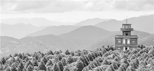 “千岁网红”担起浙里春天最美风景