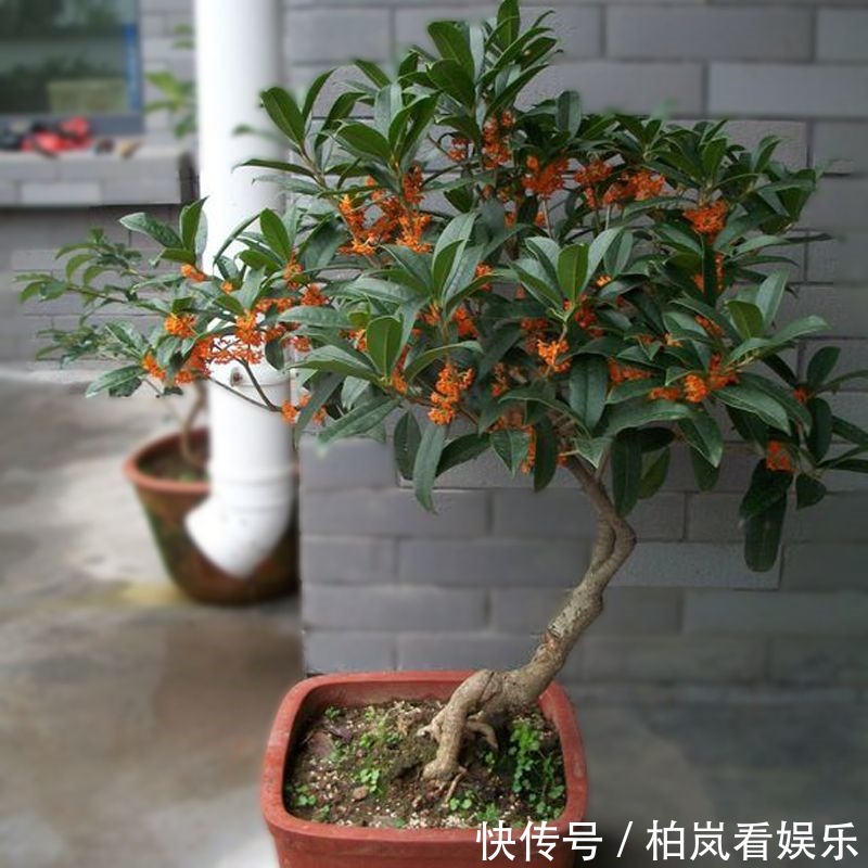 花花|别人家桂花开成大朵香云,你家却开成小米粒原来是这件事没做到