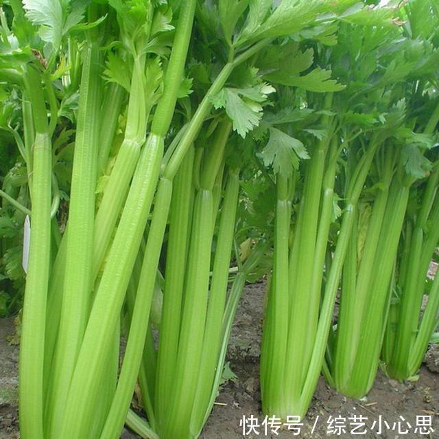 10种“阳台菜”，不分季节有空就能种，周期短长得快，家人都能吃
