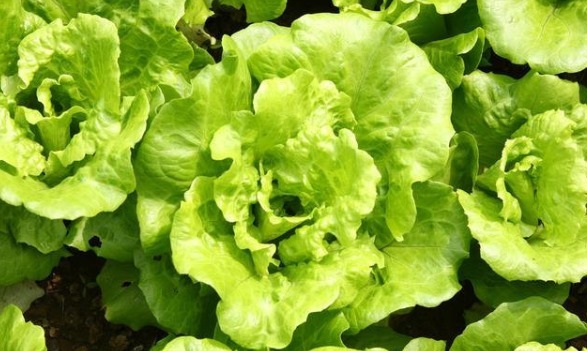 机体能|冬天此青菜要少吃,没营养还伤身,还有很多人不清楚,早知早受益