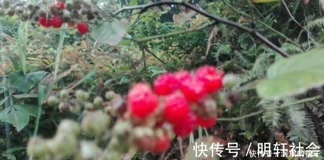 刺泡|农村没人吃的果子,城里人想吃都买不到,好吃又是慢性肝炎福音