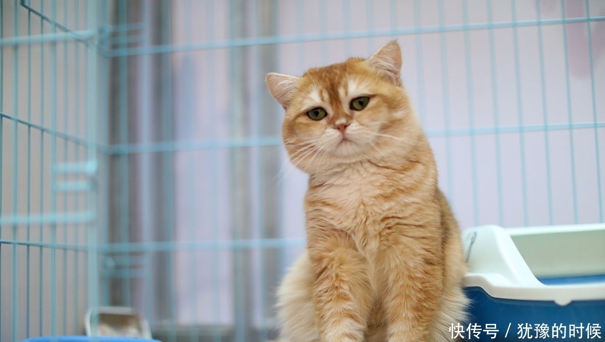 主人|5个月的银渐层掉毛