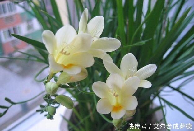 花海|这4种花香四溢的盆栽,花期长,种在土里长得快,庭院变花海