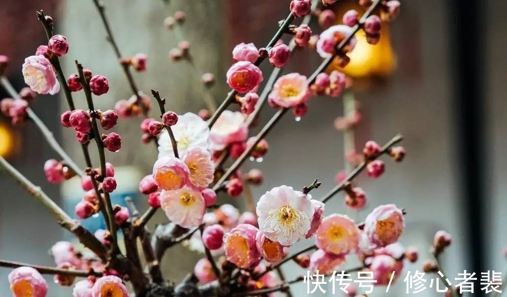 一个字!古诗词中最美的10朵花,《山园小梅》仅排第二,谁独占榜首?