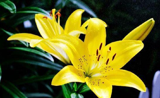 花期超长的几种花卉，花大色艳，花姿妖娆，四季繁花似锦