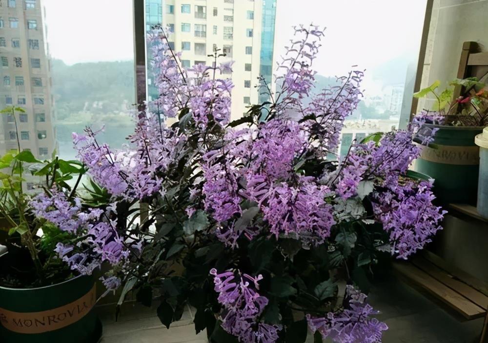 花卉|6种花,耐热又耐晒,晒得越狠花朵越多,40摄氏度照样有花赏