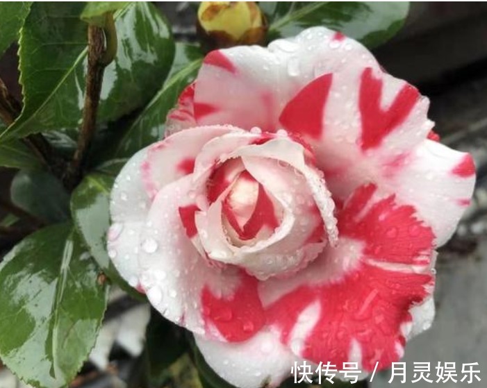 让“茶花”开花不断，1土壤2光照3施肥，关键点学会，1连开几个月
