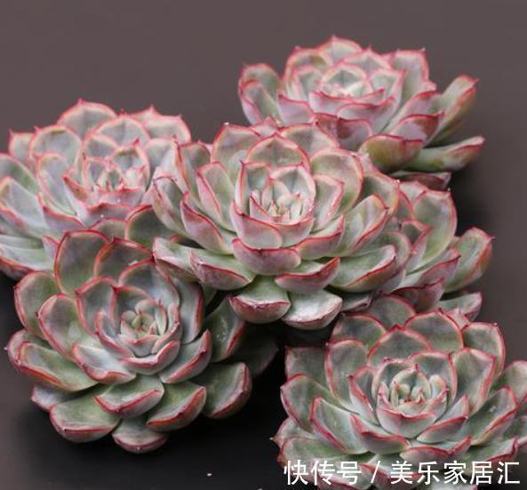 新手养盆多肉猎户座,皮实好养不徒长,叶片肥厚爱爆崽,美极了