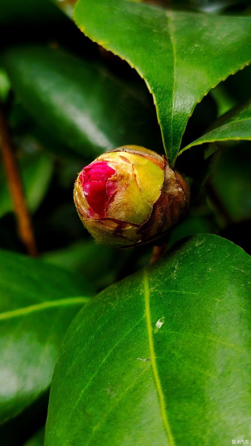 【爱卡踏青季】花枝俏