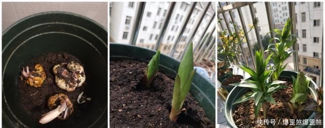 最好养的花之一,丢土里就能活,开花早,花香飘满室,适合新手养!