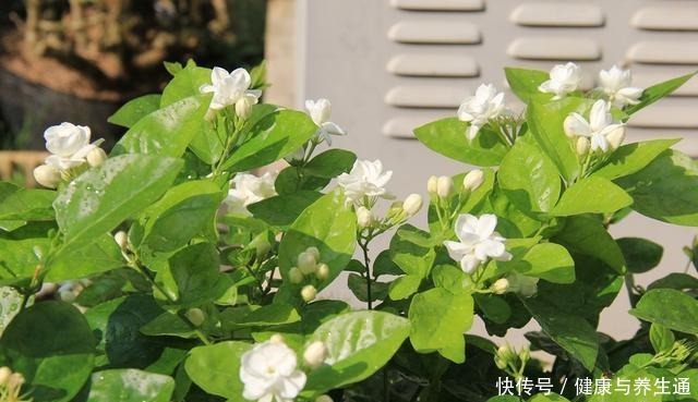 茉莉想多窜芽土里加“一料”,猛窜芽叶绿如绿,开出层叠群花!