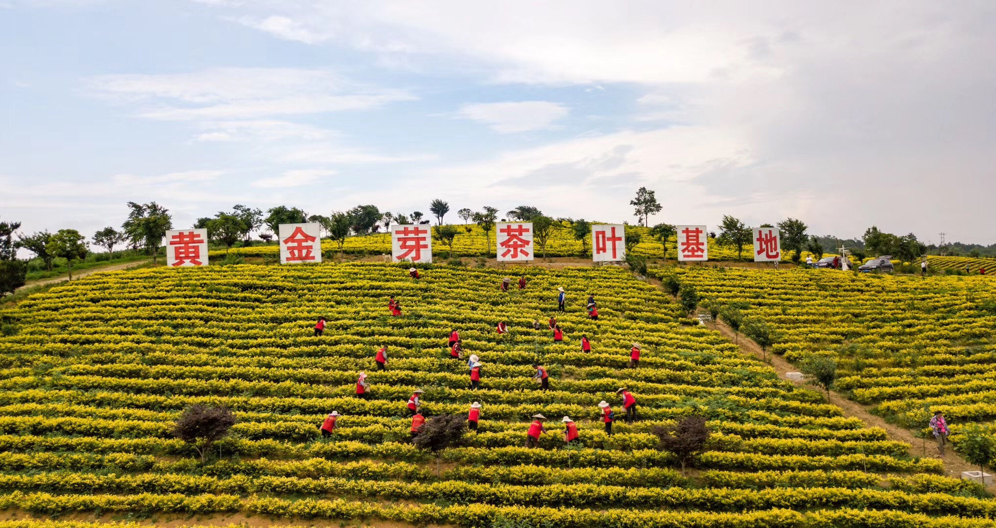 国家地理标志保护产品:茶中大熊猫·瓮安黄金芽