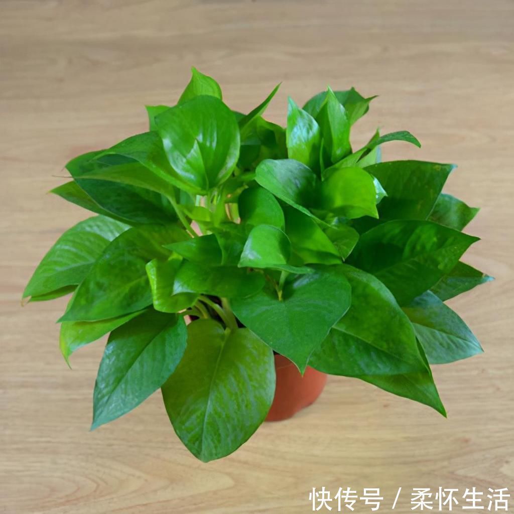 这6种花适合养在书房，提升品位观赏性强，还能净化空气提高效率