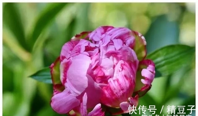 桃花运|未来7天桃花运撮合，百年姻缘从天降，福气足的4生肖