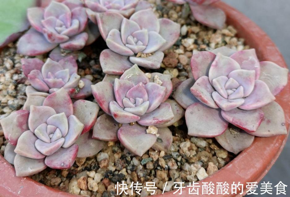 土壤|初冬养多肉,有这4款别急着往屋里搬,冻一冻,茎叶更肥美