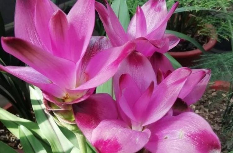 盆土里种块“姜”,7天发芽,30天后长出“大荷花”,太漂亮了