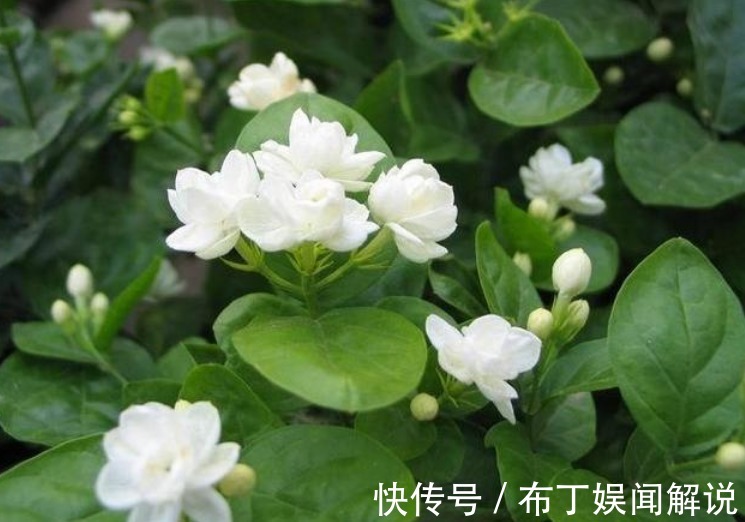 阳台就养“3种花”,能吃能泡茶,开花漂亮,花朵艳,人见人爱!