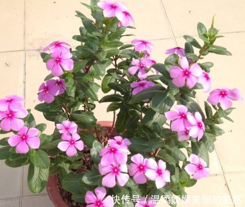 盆栽|阳台养款“爆盆机器”,浇水就疯长,不占地方有香味,值得拥有