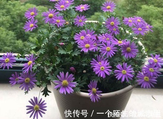 花朵|不招虫3种植物，放在家里又美又干净，心情也会变好，赶紧养1盆