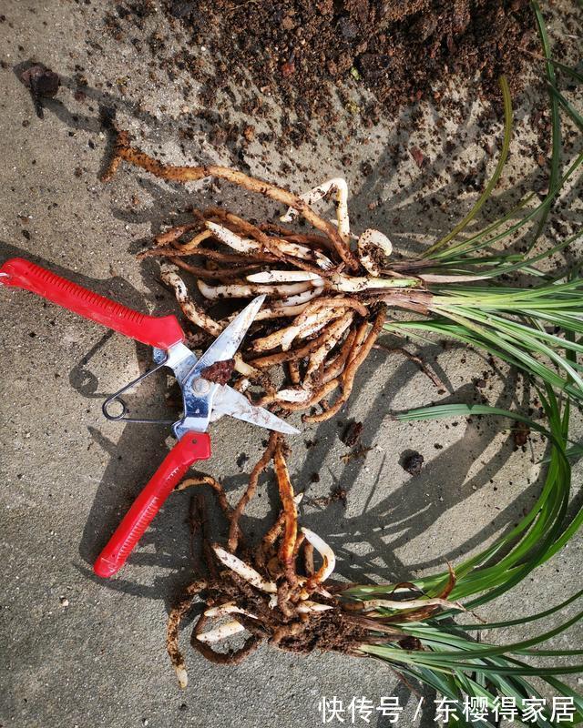 兰花茎腐病|兰花茎腐病和软腐病发生后,出现这种现象,就可以处理花盆了