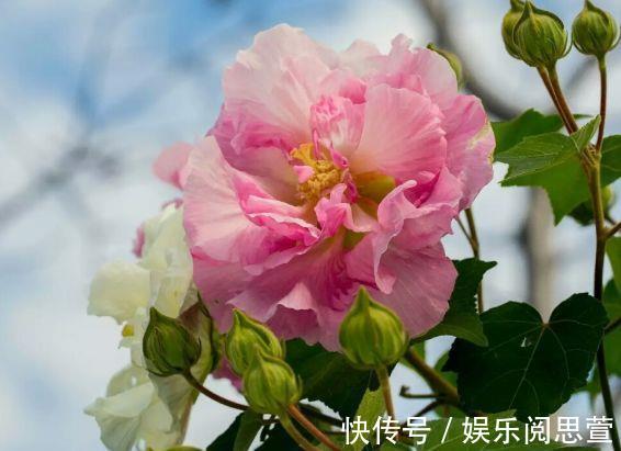 观赏价值|观赏价值高,花开硕大还鲜艳,好养又漂亮,美丽不输牡丹