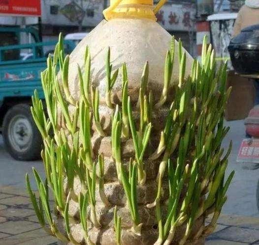 大蒜上下切两刀,找个废油桶埋进去,大蒜苗割一茬长一茬