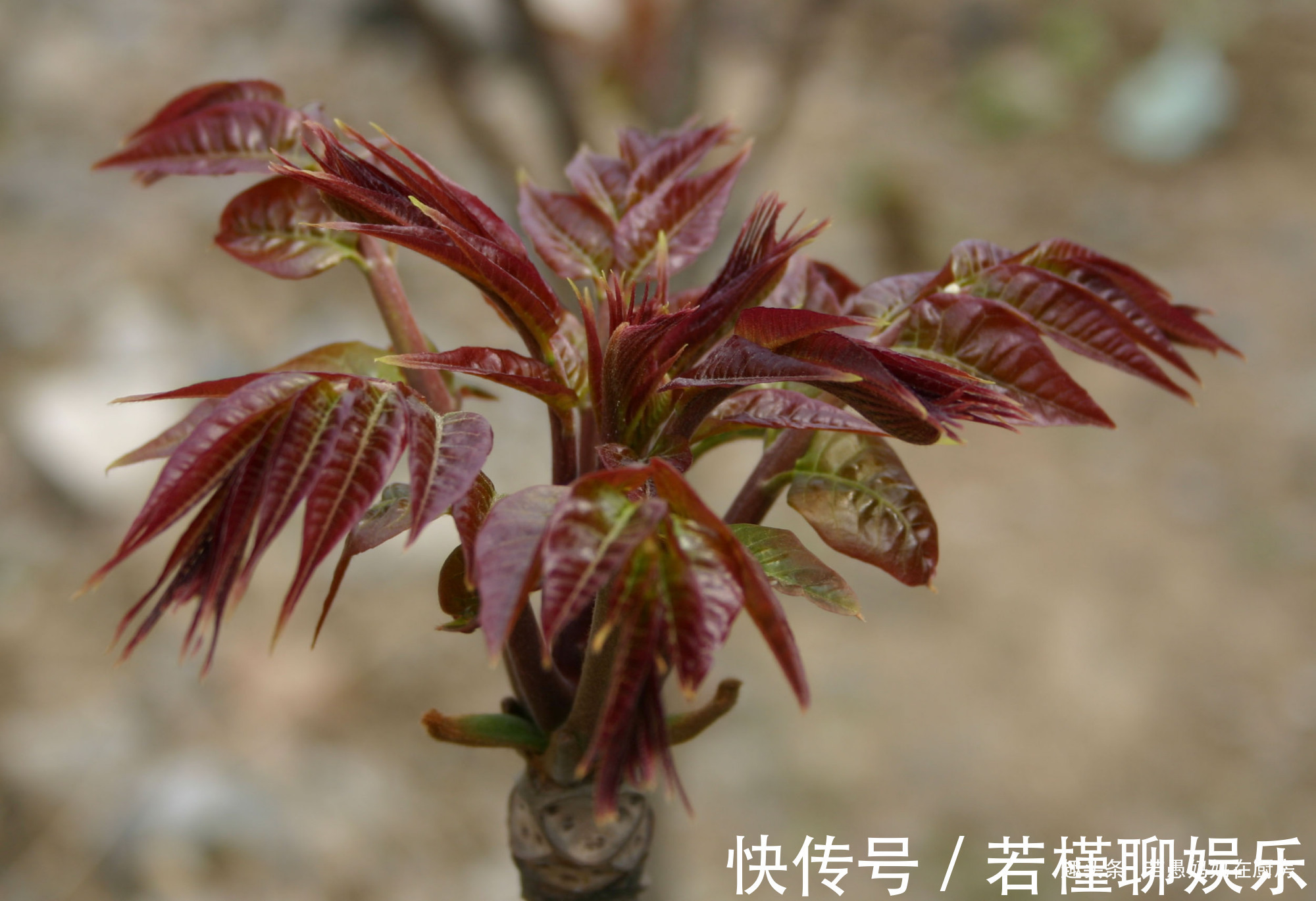 若愚|春季必吃的8种野菜,鲜嫩美味有营养,错过又得等一年