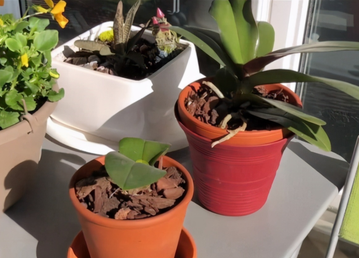 想换盆怕把花“换死”教你一个“安全”的方法，换完快速生长
