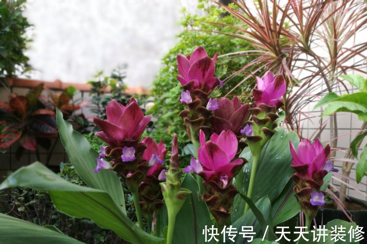姜荷花|姜荷花这样养护,花朵又大又艳丽,单朵开足60天,年年都复花