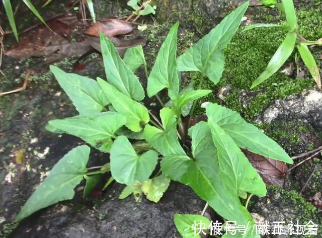 蒲公英|农村叶子像“犁头”，开紫花的野草，价值珍贵，看到请珍惜