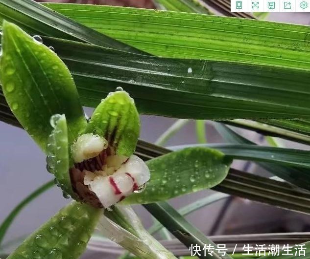 花友|兰花冒出一串黏黏的“小水珠”,恭喜你,终于撞“大运”了!