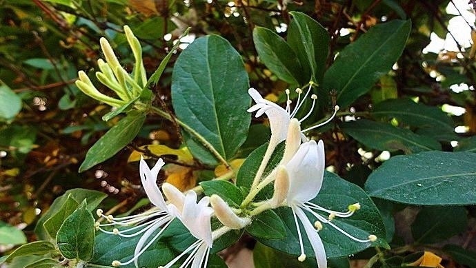 降血压|农村随处可见的野菜，降血压，补虚止咳，助消化，全家都要多吃