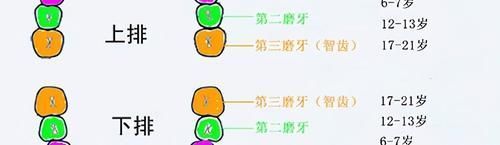 颌骨|宝宝长出吓人的双排牙，只因宝妈准备饮食时，多做了一件事