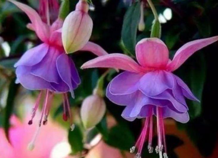 几种花是开花小能手,一年花期多,一开就停不下来