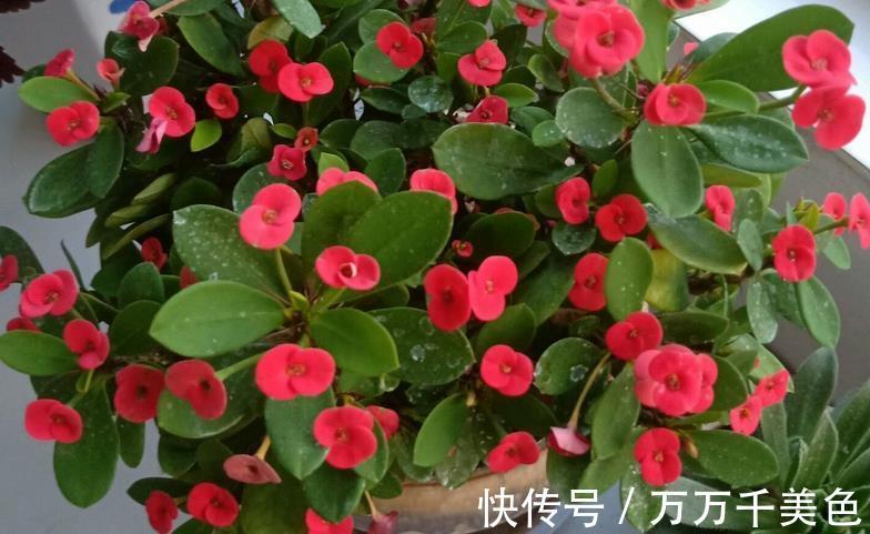 枝叶|这4方面养护到位,虎刺梅才不出问题,枝叶茂盛,到了花期就开花