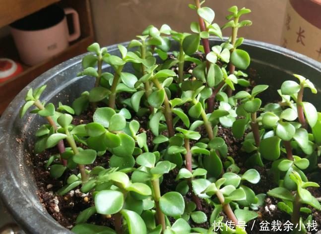 修剪|扦插金枝玉叶,用1招,长根快,成活率高达99%