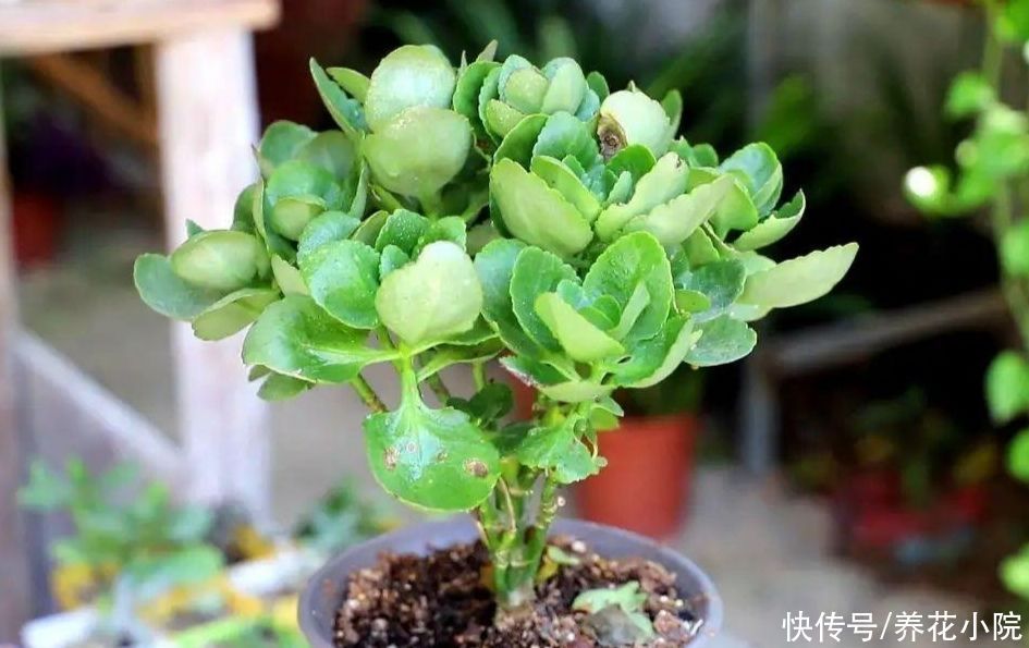 植株|长寿花这样修剪，2年养成老桩，枝头长满花苞