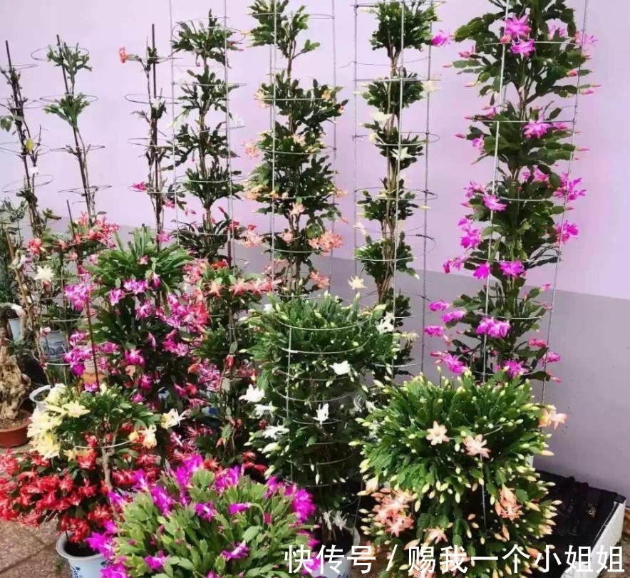 蟹爪兰|嫁接9层蟹爪兰,“技巧”掌握好,后期叶片不瘦,花苞多的压弯枝