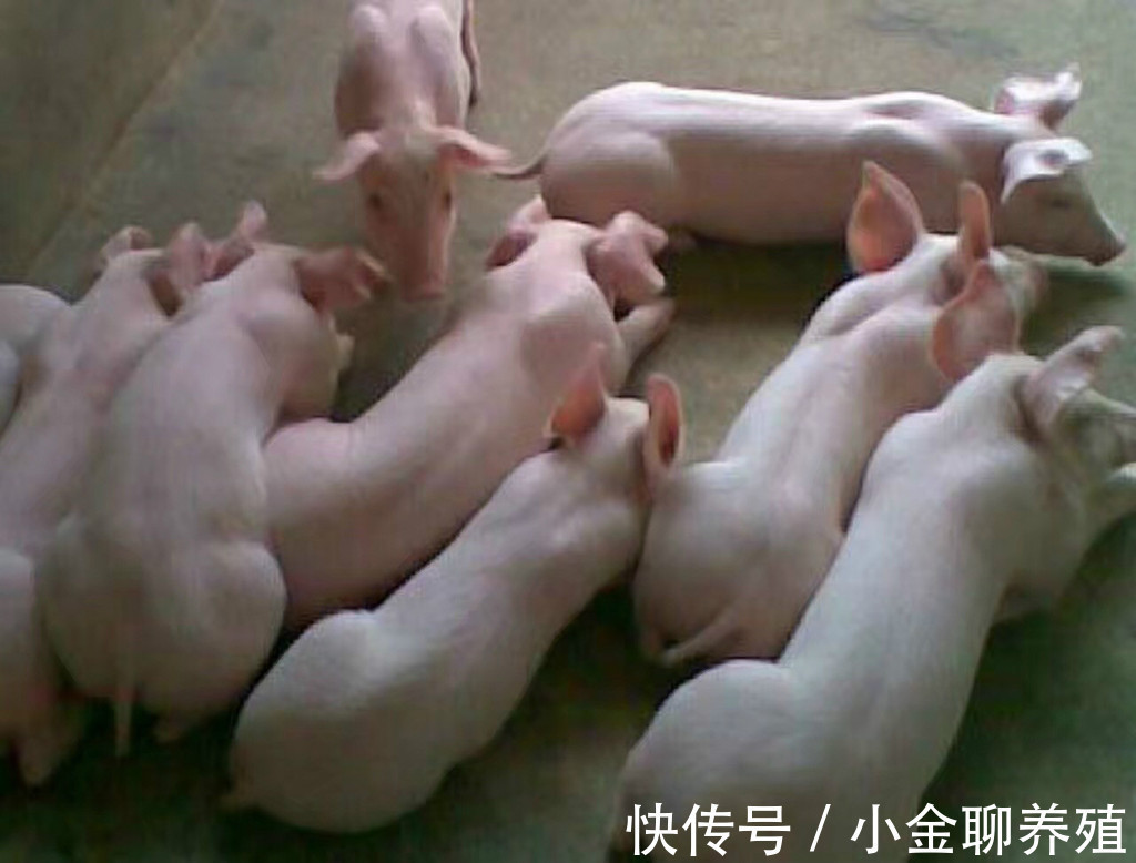 治疗|仔猪营养性腹泻怎么治疗?仔猪营养性腹泻治疗药物,这样效果很好