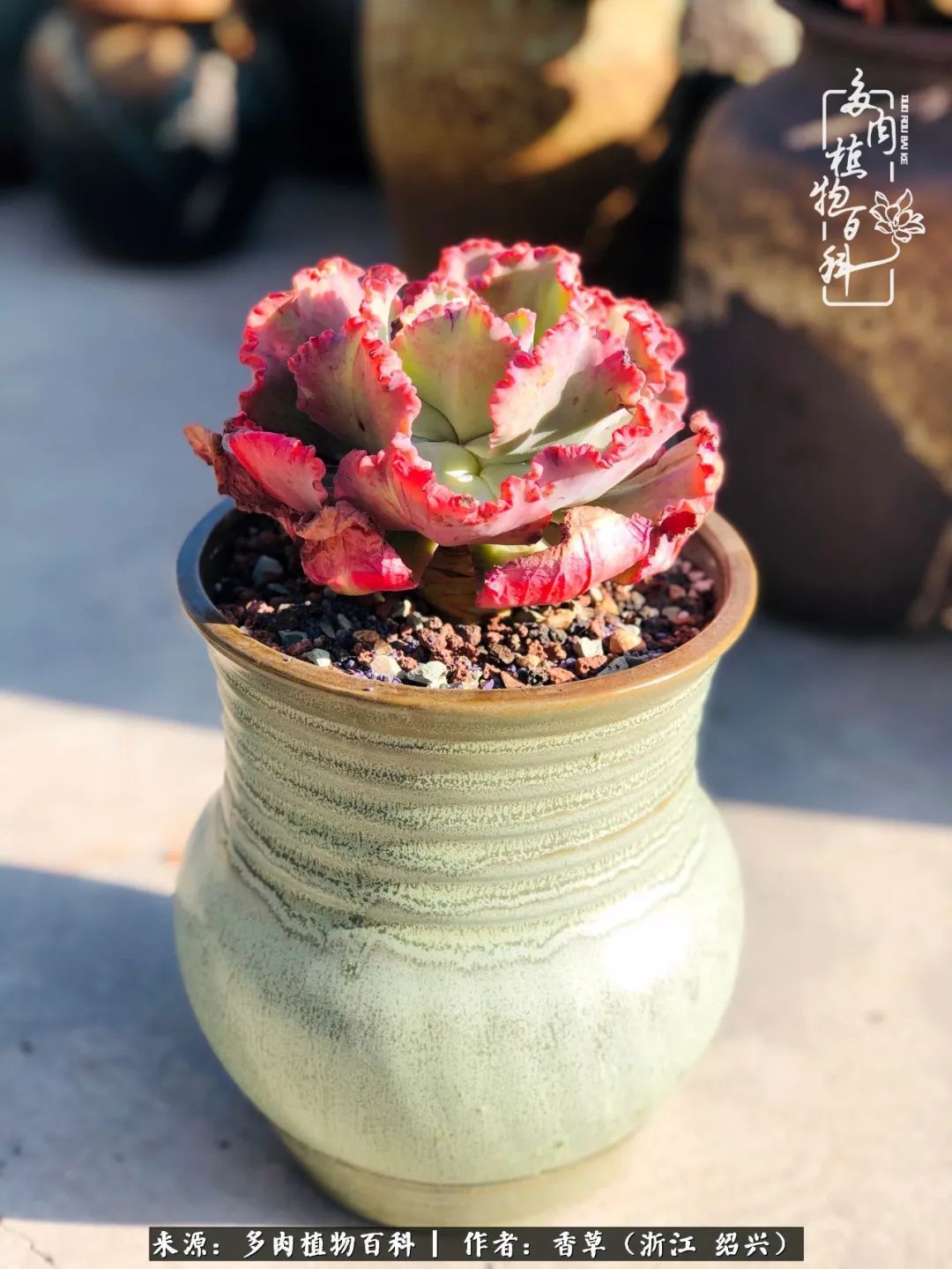 阳台上的一亩三分地，我愿与你一起，与时光媲美！